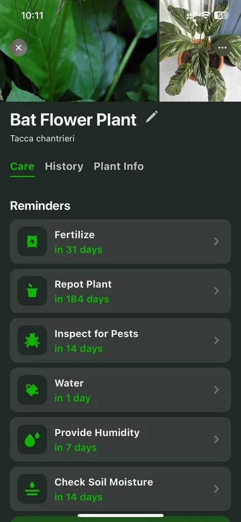 best flower plant care